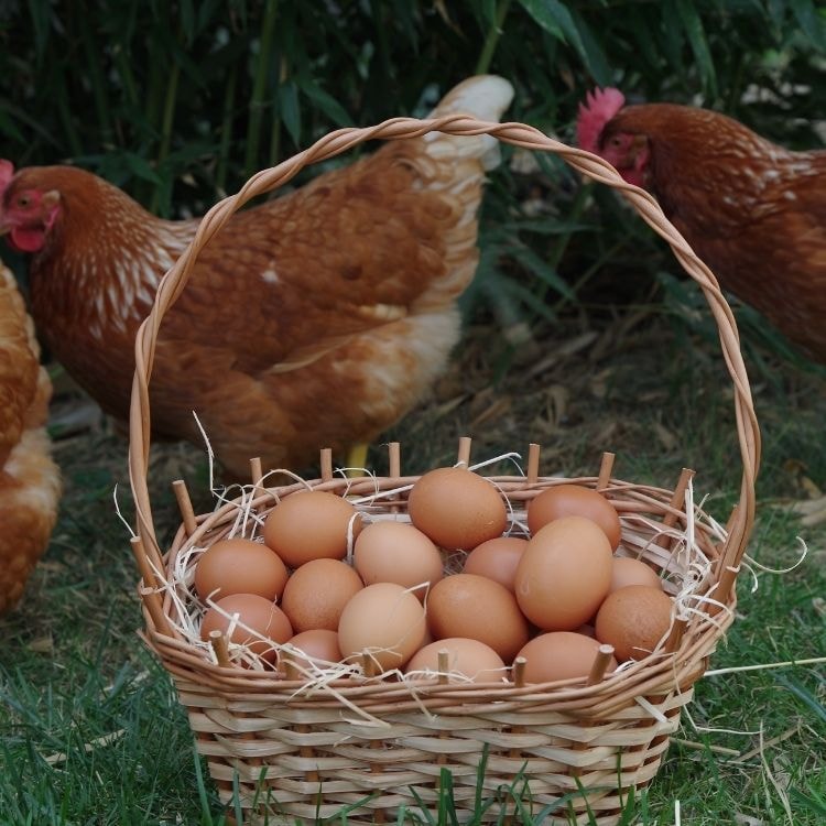 Œufs de poule