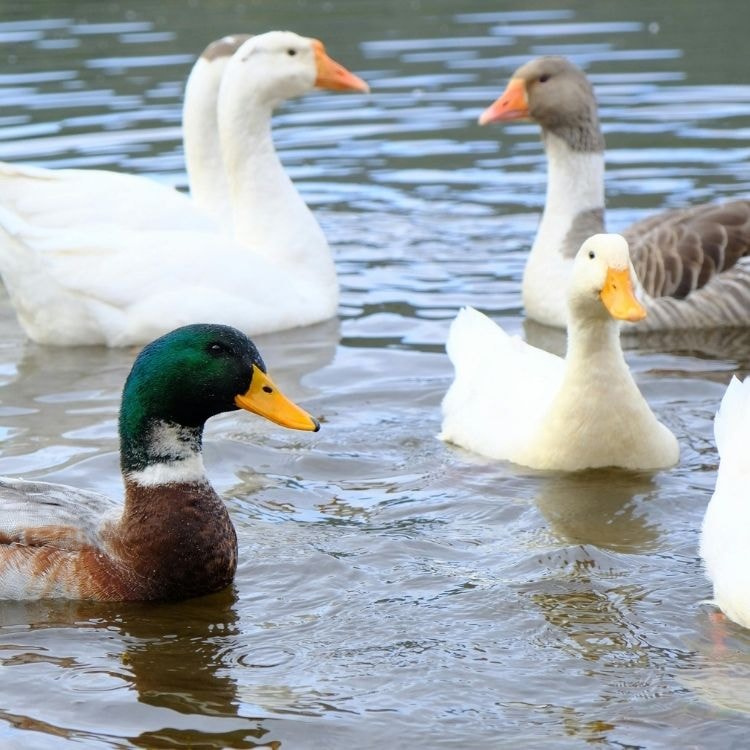 Œufs de canard