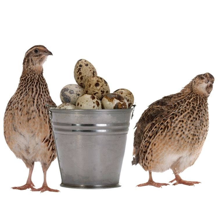 Œufs de caille